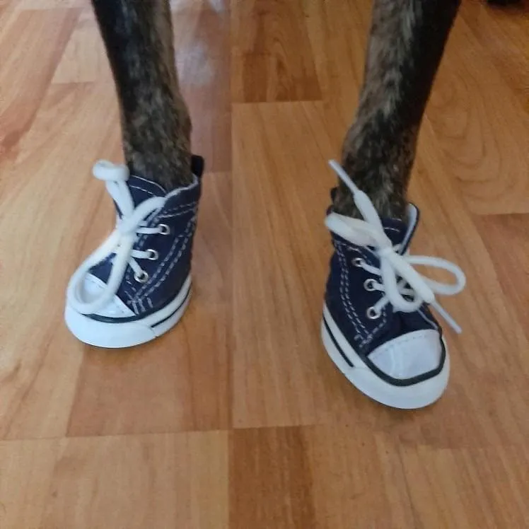Denim Canvas Sneakers