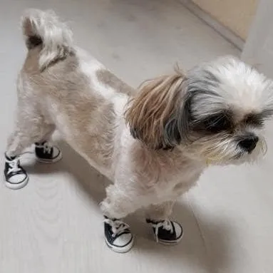 Denim Canvas Sneakers